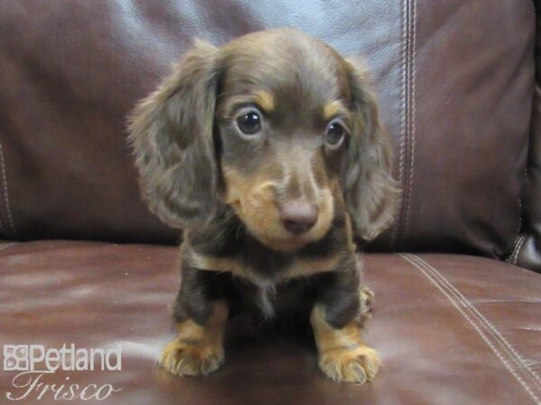 Dachshund-DOG-Male-CHOC TAN-26801-Petland Frisco & Mckinney, Texas