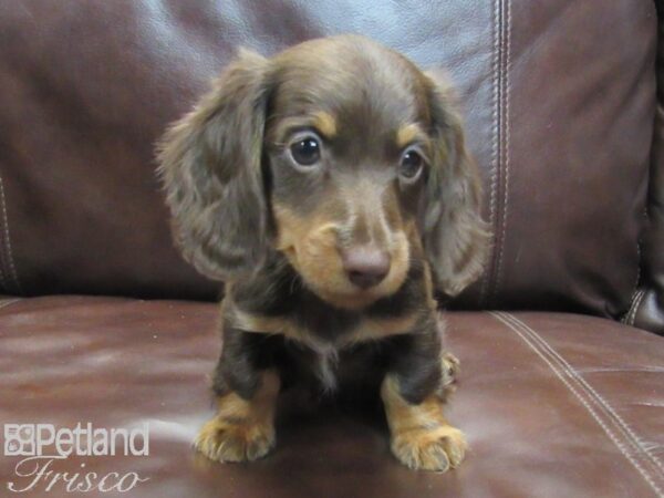 Dachshund DOG Male CHOC TAN 26801 Petland Frisco, Texas