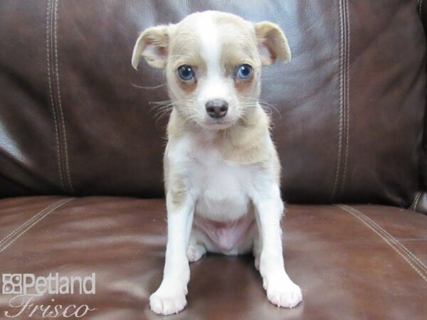 Chihuahua DOG Male CHOC MERLE 26802 Petland Frisco & Mckinney, Texas