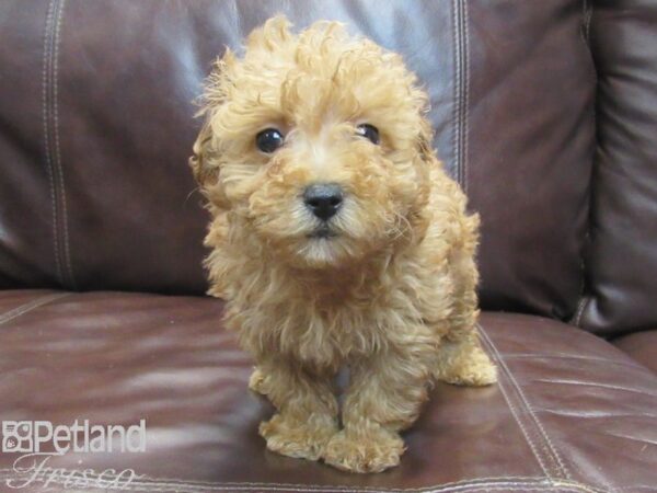 Miniature Poodle-DOG-Female-RED-26803-Petland Frisco & Mckinney, Texas