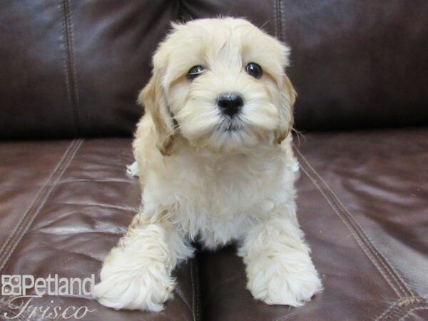 Cockadoodle DOG Female Red 26804 Petland Frisco, Texas