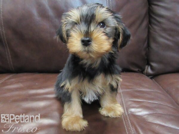 Yorkshire Terrier-DOG-Male-BLK TAN-26806-Petland Frisco & Mckinney, Texas