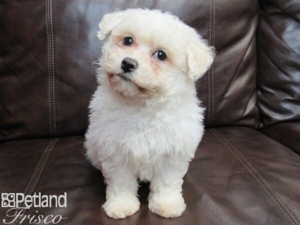 Bichon Frise DOG Male WH 26807 Petland Frisco, Texas