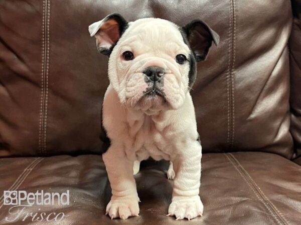 English Bulldog DOG Male Black and White 26808 Petland Frisco, Texas