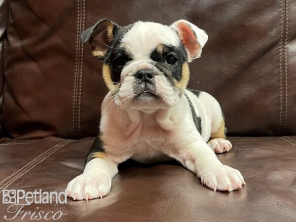 English Bulldog DOG Female Black, White and Tan 26809 Petland Frisco, Texas