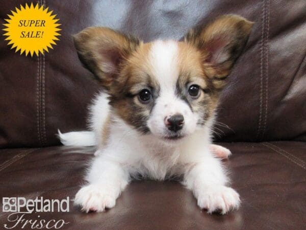 Papillon DOG Male Red and White 26558 Petland Frisco, Texas