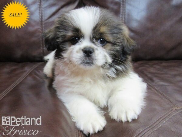 Shih Tzu-DOG-Male-White and Brown-26576-Petland Frisco & Mckinney, Texas