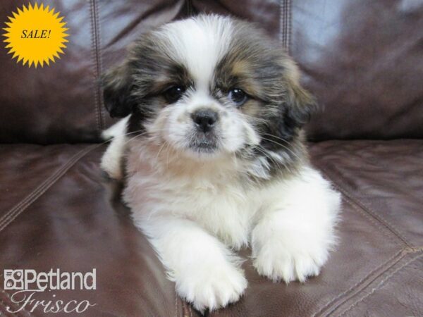 Shih Tzu-DOG-Male-White and Brown-26576-Petland Frisco, Texas