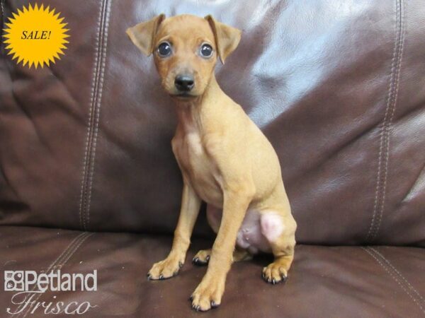 Miniature Pinscher DOG Male Red 26612 Petland Frisco, Texas