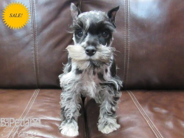 Miniature Schnauzer-DOG-Male-BLUE MERLE-26667-Petland Frisco & Mckinney, Texas