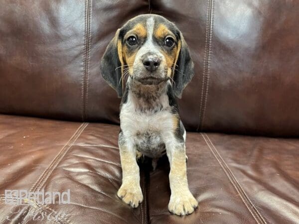Beagle DOG Male Black Tan and Blue Ticked 26812 Petland Frisco, Texas