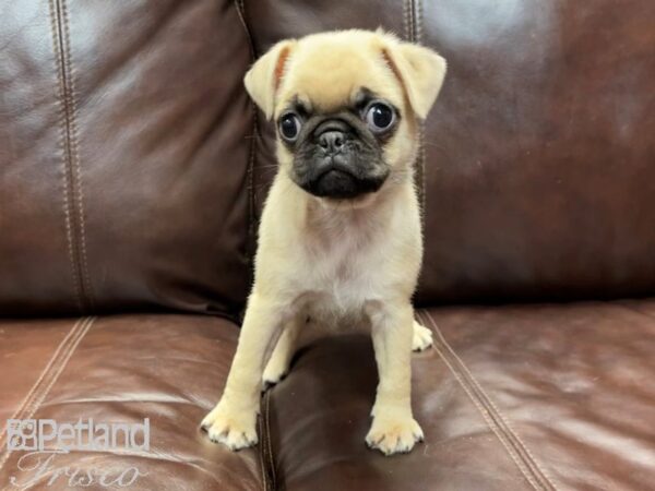 Pug-DOG-Female-Fawn-26813-Petland Frisco & Mckinney, Texas