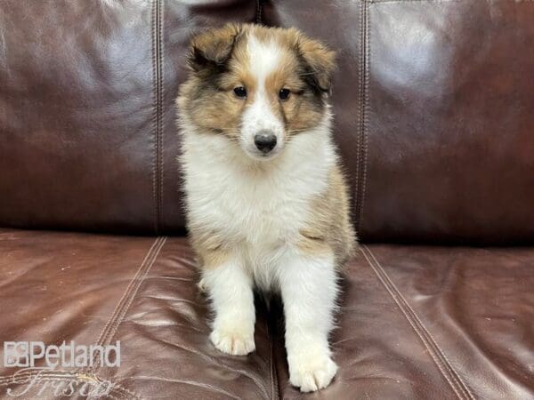 Shetland Sheepdog-DOG-Male-Sable and White-26814-Petland Frisco, Texas