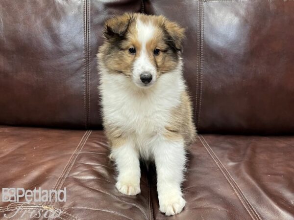 Shetland Sheepdog DOG Male Sable and White 26814 Petland Frisco, Texas