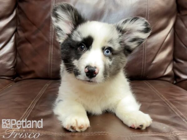 Cardigan Welsh Corgi DOG Male Blue Merle 26816 Petland Frisco, Texas