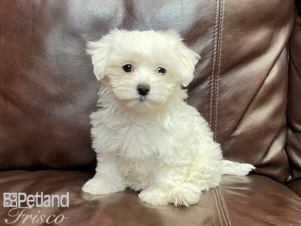 Maltese-DOG-Female-White-26817-Petland Frisco, Texas