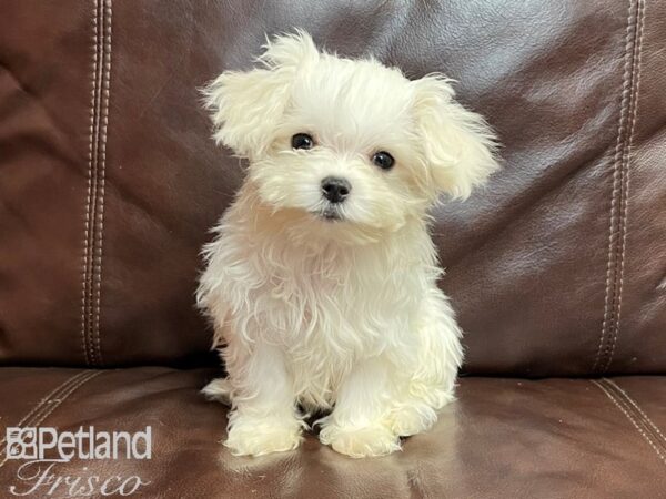 Maltese-DOG-Female-White-26819-Petland Frisco, Texas