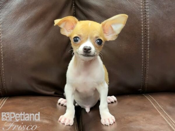 Chihuahua-DOG-Male-Brown and White-26820-Petland Frisco & Mckinney, Texas