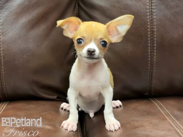 Chihuahua-DOG-Male-Brown and White-26820-Petland Frisco, Texas