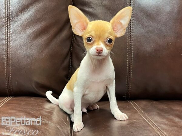 Chihuahua-DOG-Male-Brown and White-26821-Petland Frisco & Mckinney, Texas