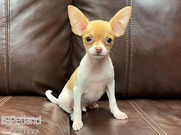 Chihuahua-DOG-Male-Brown and White-26821-Petland Frisco, Texas