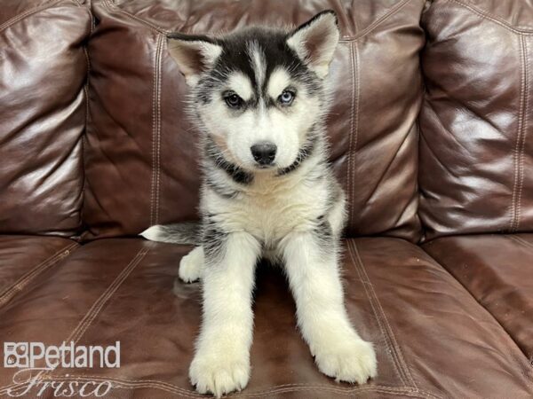Siberian Husky-DOG-Female-Black & White-26824-Petland Frisco & Mckinney, Texas