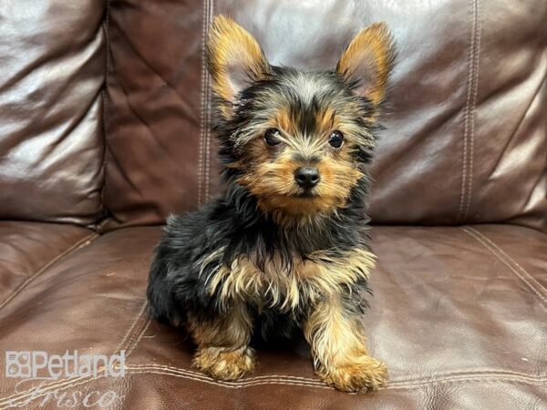 Yorkshire Terrier-DOG-Male-Black & Tan-26827-Petland Frisco & Mckinney, Texas