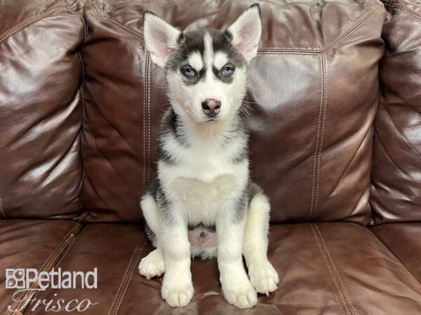 Siberian Husky-DOG-Male-Black & White-26828-Petland Frisco, Texas