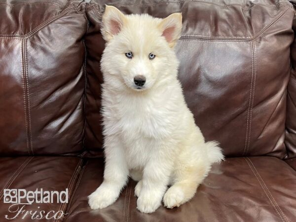 Siberian Husky-DOG-Male-White-26829-Petland Frisco & Mckinney, Texas