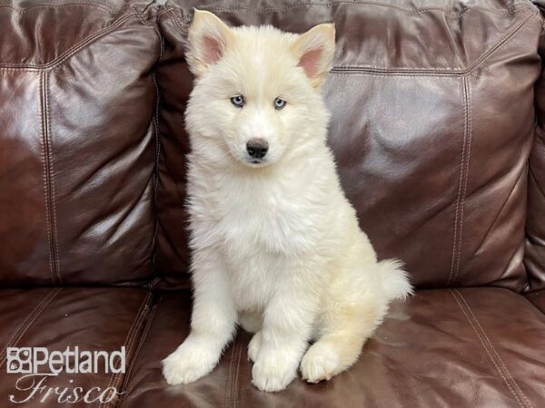 Siberian Husky-DOG-Male-White-26829-Petland Frisco, Texas