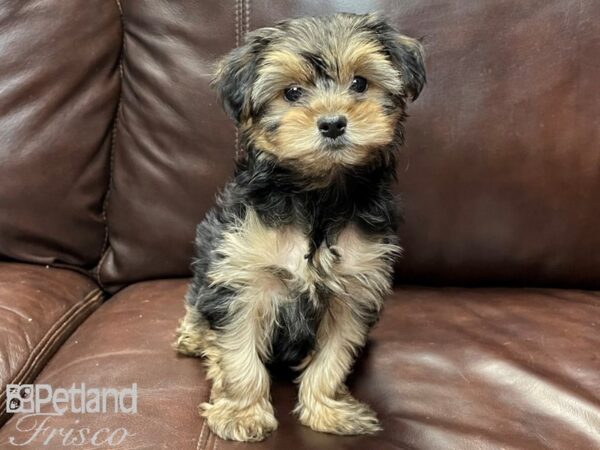 Yorkshire Terrier-DOG-Male-Black and Tan-26831-Petland Frisco & Mckinney, Texas