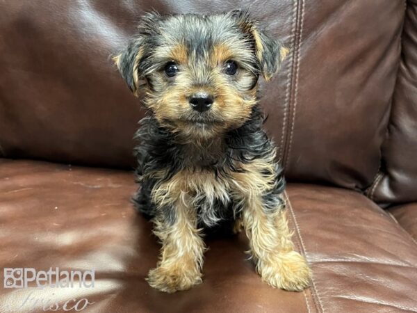 Yorkshire Terrier-DOG-Male-Black and Tan-26836-Petland Frisco & Mckinney, Texas