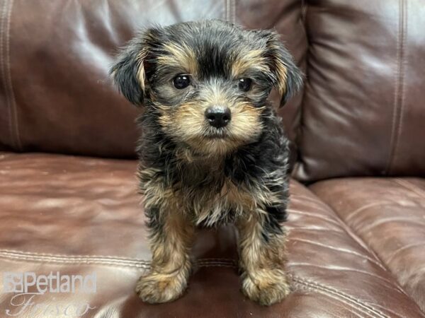 Yorkshire Terrier-DOG-Female-Black and Tan-26838-Petland Frisco & Mckinney, Texas