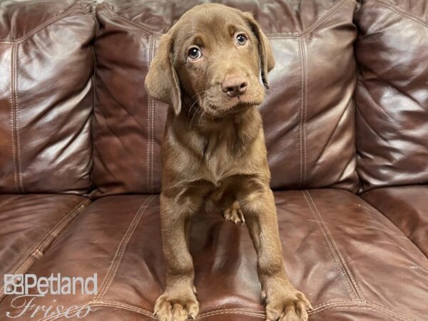 Labrador Retriever-DOG-Male-Chocolate-26844-Petland Frisco, Texas