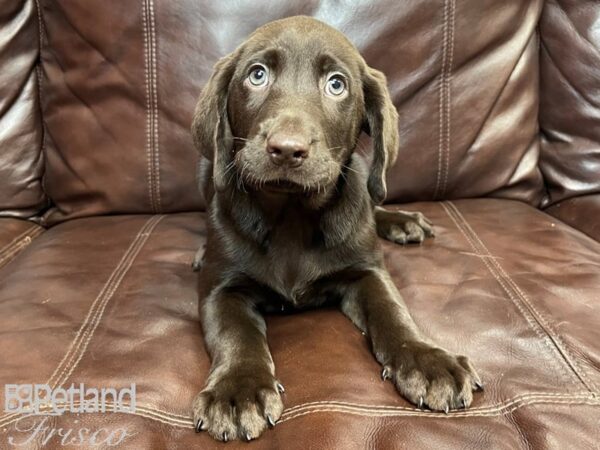 Labrador Retriever-DOG-Male-Chocolate-26845-Petland Frisco & Mckinney, Texas