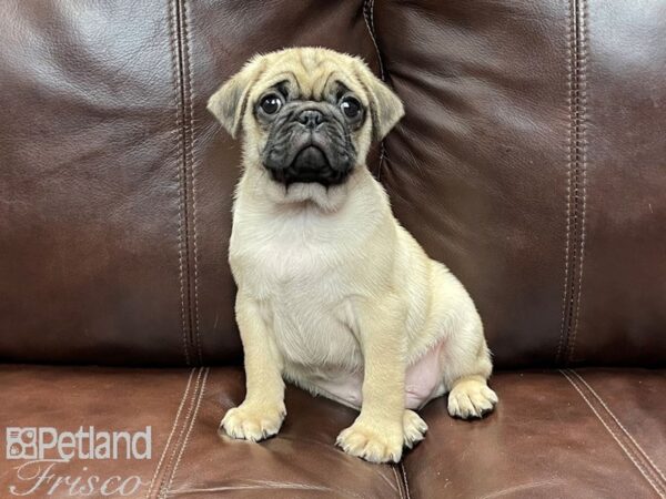 Pug-DOG-Male-FAWN-26857-Petland Frisco & Mckinney, Texas