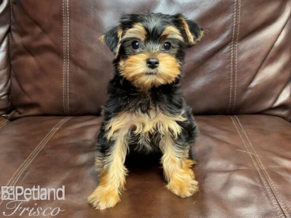 Yorkshire Terrier-DOG-Male-Black and Tan-26833-Petland Frisco & Mckinney, Texas