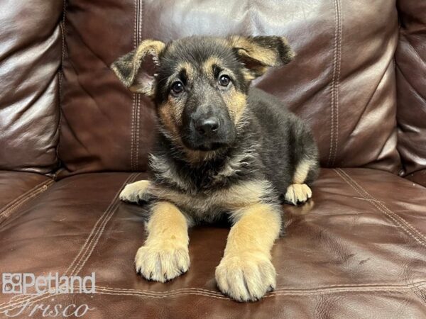 German Shepherd-DOG-Female-Black & Tan-26839-Petland Frisco, Texas