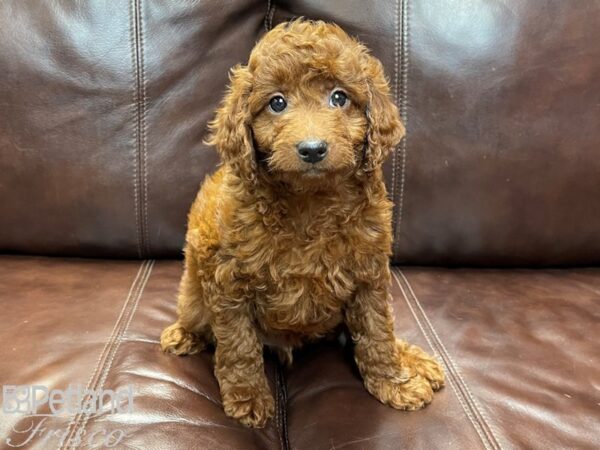 F2 MINI GOLDENDOODLE DOG Male Gold 26840 Petland Frisco, Texas