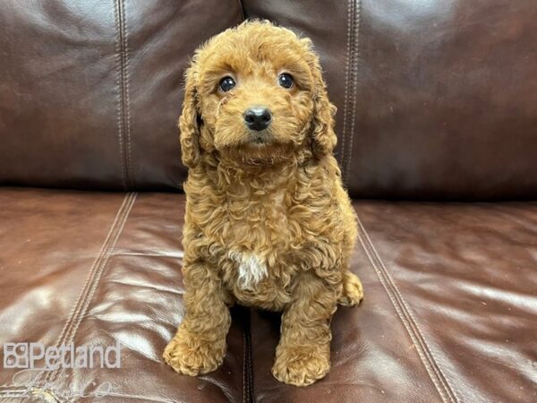 F2 MINI GOLDENDOODLE-DOG-Male-Gold-26841-Petland Frisco & Mckinney, Texas
