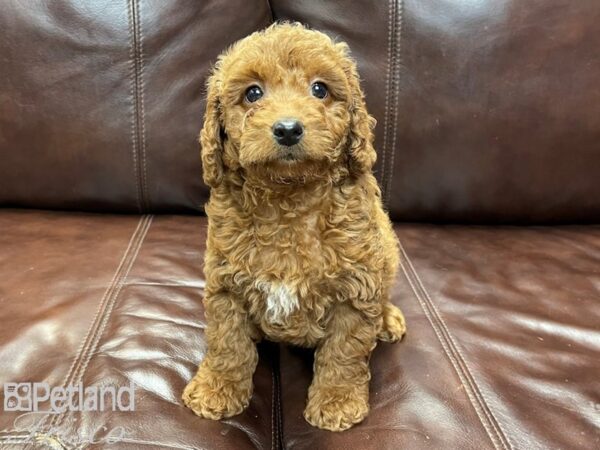 F2 MINI GOLDENDOODLE DOG Male Gold 26841 Petland Frisco, Texas