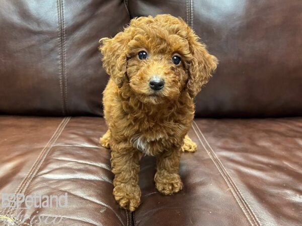 F2 MINI GOLDENDOODLE DOG Female Red 26842 Petland Frisco, Texas