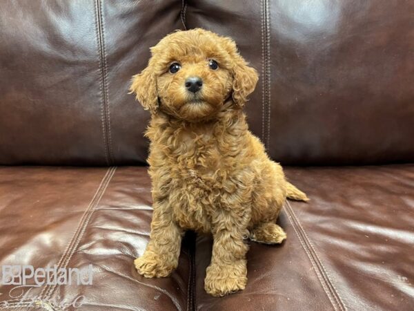 F2 MINI GOLDENDOODLE DOG Female Red 26843 Petland Frisco, Texas