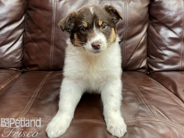 Australian Shepherd-DOG-Female-Tri-26846-Petland Frisco & Mckinney, Texas