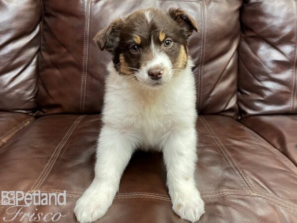 Australian Shepherd DOG Female Tri 26846 Petland Frisco, Texas