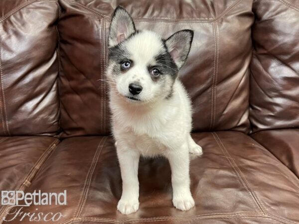 Pomski DOG Female Blk wh 26847 Petland Frisco, Texas