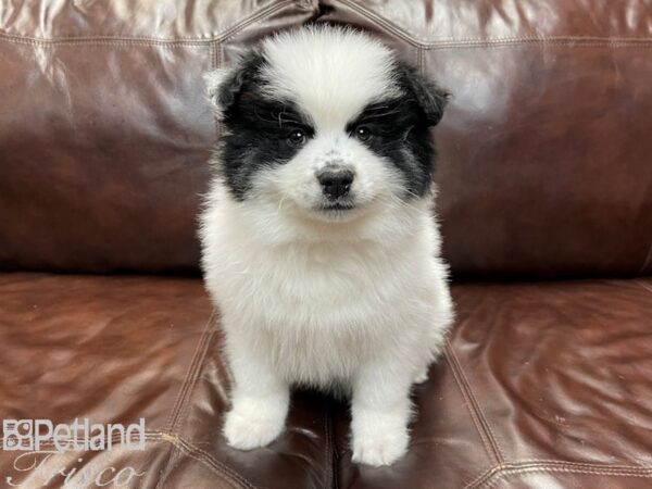 Pomski DOG Male Blk wh 26848 Petland Frisco, Texas