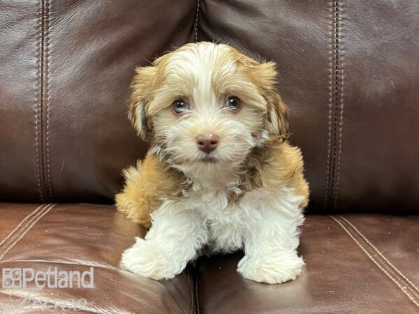 Havanese-DOG-Female-BROWN WHITE-26849-Petland Frisco & Mckinney, Texas