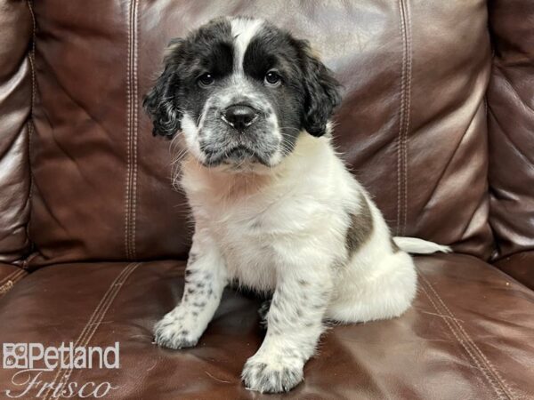 Mini Hippo DOG Male CHOC WHITE 26851 Petland Frisco, Texas