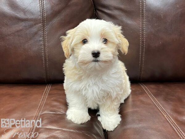 Havanese-DOG-Male-BROWN WH-26852-Petland Frisco & Mckinney, Texas